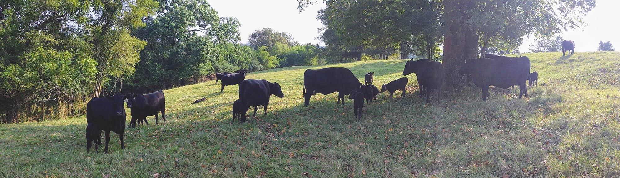 Cedar Ridge Angus Cattle in a field